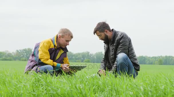 Muži agronomy na pšeničné pole — Stock video