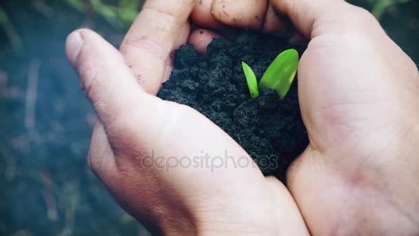 Man Hands Holding a Little Green Sprout — Stock Video