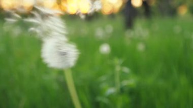 Ağır çekimde üflenir karahindiba