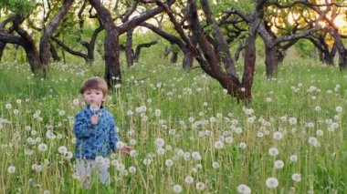 Küçük çocuk Dandelions üzerinde üfleme
