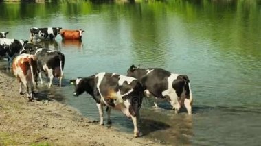 Beyaz ve siyah inek Nehri üzerinde