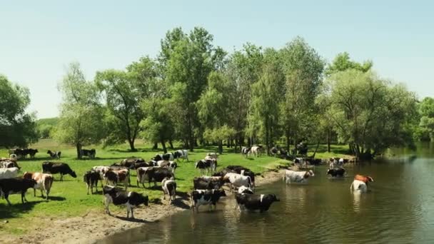 Besättning av kor i floden på en brunnsorten — Stockvideo