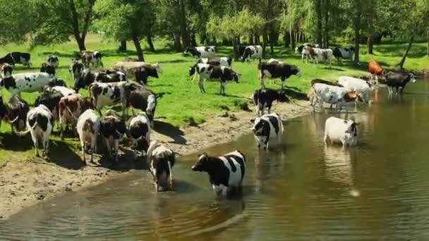 Фермерські тварини на річці — стокове відео