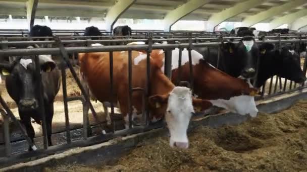 Une rangée de vaches laitières, nourrissant . — Video