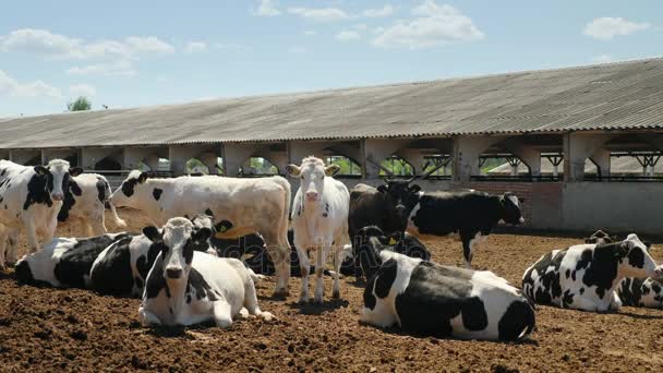 牛在农场休息 — 图库视频影像