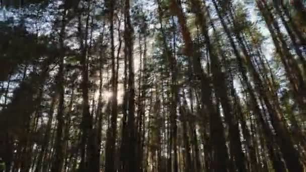 Сонячне світло пронизує дерева . — стокове відео