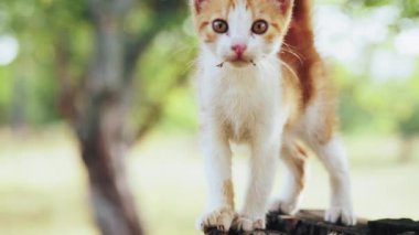 Parkta bir güdük üzerinde zencefil yavru kedi