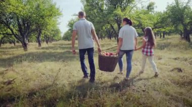 Elma elma meyve hasat