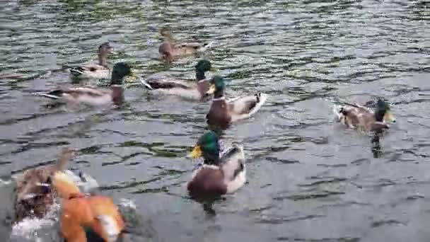 Дикі качки плавати навколо у ставку — стокове відео