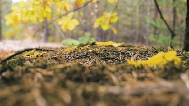 Feuilles d'automne tombant dans le parc automnal. Mouvement lent — Video