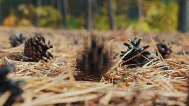 Fallender Tannenzapfen auf Tannenzweigen im Wald — Stockvideo