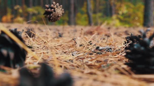 Cône de pin tombant sur les branches de sapin dans la forêt — Video