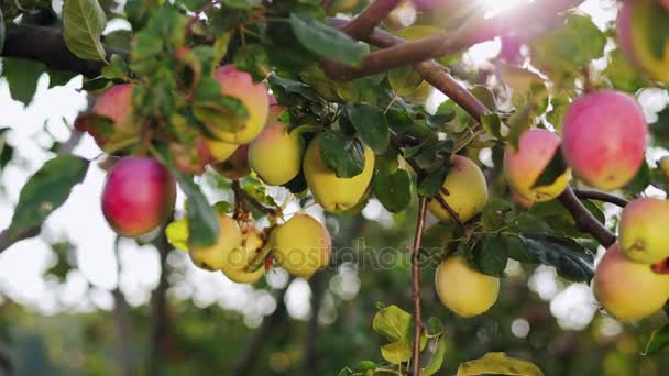 Яблуня в сонячний день — стокове відео