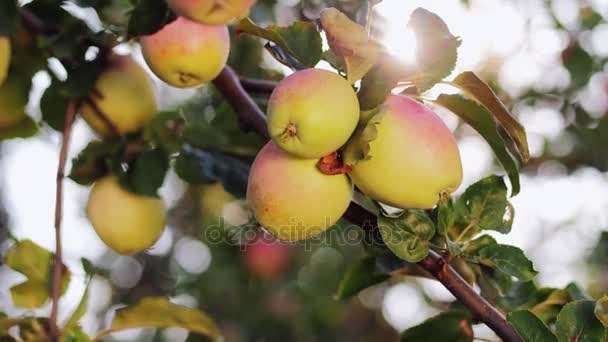 Jardim de maçã em um dia ensolarado — Vídeo de Stock