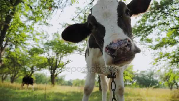 Porträt eines Kälbchens, das in die Kamera blickt. — Stockvideo