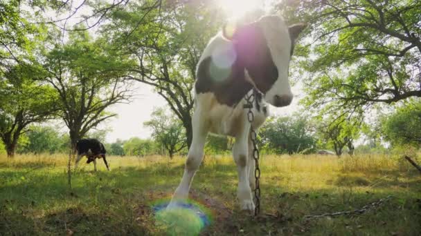Pâturage de la vache noire et blanche dans le paysage estival — Video