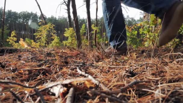 Muž se pohybuje borovým lesem — Stock video