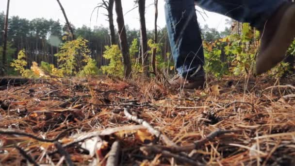 Man moves through the pine forest — Stock Video