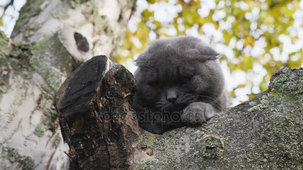 Kočka na větve stromu — Stock video