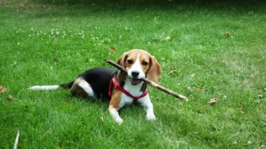 Mutlu av köpeği akşam yürüyüşü sırasında tahta sopayla oynuyor. Köpek eğitimi