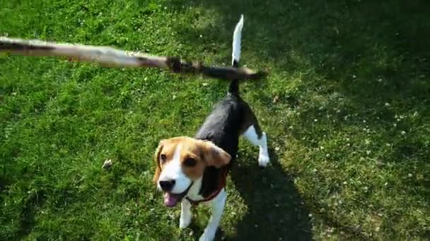 Strzał w punkt: Happy beagle pies bawiący się drewnianym kijem, skacze i przynosi kij. Szkolenie psów — Wideo stockowe