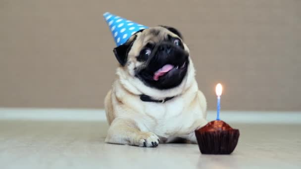 Portrait de chien chiot drôle avec chapeau de fête et gâteau d'anniversaire avec bougie, aboiements — Video