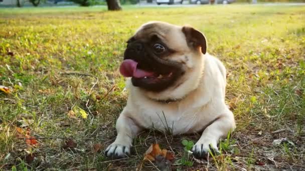Cute cansado pug cão descansar na grama no parque da cidade, encontra-se no gramado ao pôr do sol — Vídeo de Stock