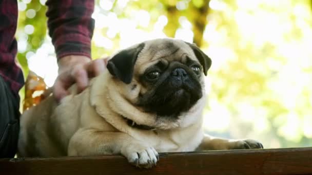 Hand van een man die zijn hond aait in het zonnige park. Grappige rimpelloze muilkorf van pug in close-up — Stockvideo