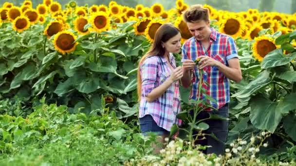 Dos agricultores inspeccionan la cosecha, hombre y mujer en la esfera agraria, hablando en un campo de girasoles — Vídeo de stock