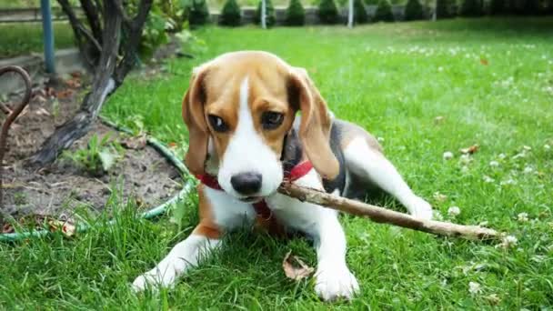 Happy beagle hond spelen met houten stok tijdens de avondwandeling — Stockvideo