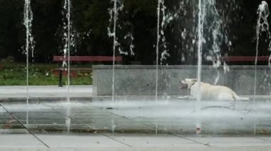 Komik labrador köpeği sıcak yaz gününde parkta topla fıskiyede oynuyor, yalan söylüyor.