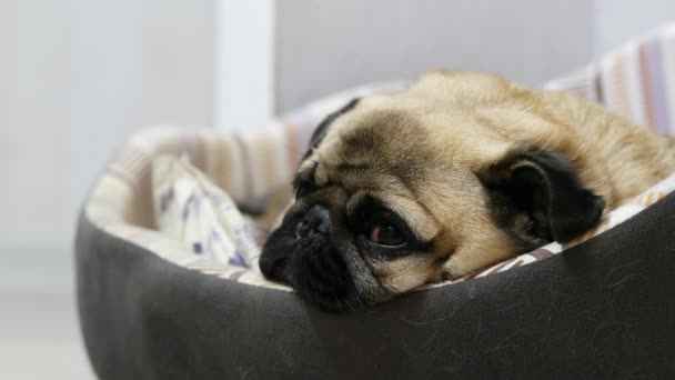 Уставшая спящая собака-мопс, лежащая в постели собаки, расслабляющая дома — стоковое видео