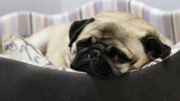 Cansado y perezoso perro pug se duerme, acostado en la cama de los perros, relajarse en casa — Vídeos de Stock