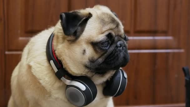 Grappige schattige pug hond luisteren naar muziek op draadloze hoofdtelefoon, rusten in een hondenbed — Stockvideo