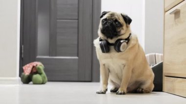 Kablosuz kulaklıkla müzik dinleyen, köpek yatağında dinlenen komik pug köpeği.
