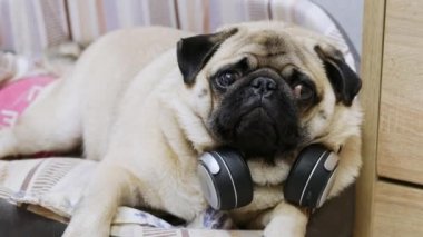 Kablosuz kulaklıkla müzik dinleyen, köpek yatağında dinlenen komik pug köpeği.