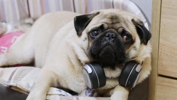 Vtipný roztomilý pug dog poslech hudby na bezdrátových sluchátkách, odpočívá v psí posteli