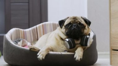 Kablosuz kulaklıkla müzik dinleyen, köpek yatağında dinlenen komik pug köpeği.