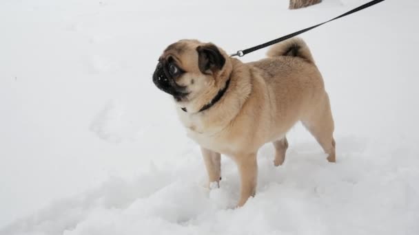 Vicces mopsz kutya sétál pórázon a téli havas parkban, körülnéz a meglepetés, álló hó sodródik — Stock videók
