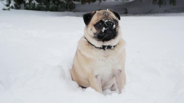 Nieve cayendo en un perro pug arrugado hocico divertido, perro se ve sorprendido, caminar en la nieve — Vídeos de Stock