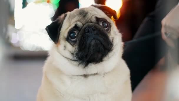 Rolig pug hund porträtt på nyårsfest på stadens julgran, bokeh från girlanger — Stockvideo