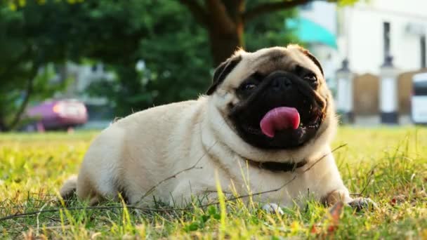 Niedliche müde Mops Hund ruhen auf dem Gras im Stadtpark bei Sonnenuntergang — Stockvideo