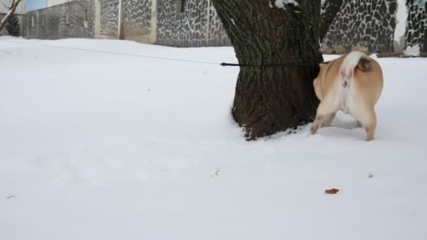 Cão pug engraçado cheira uma árvore e depois mija nela, fileiras e coçar neve — Vídeo de Stock