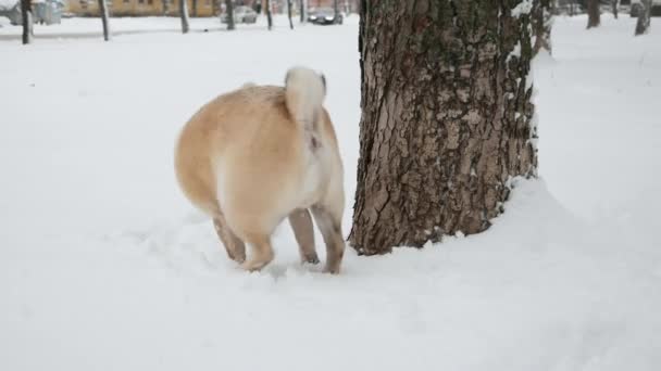 Cão pug engraçado cheira uma árvore e depois mija nela na rua nevada — Vídeo de Stock