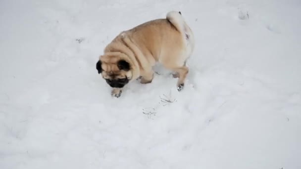 Кумедний мопс собака гуляє навколо нього, вибухає в зимовому сніжному парку — стокове відео