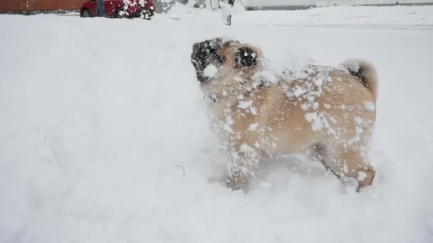 Frau spielt mit Hund, wirft Schnee auf ihn, Mops beißt Schnee, Herrchen spielt im Winter mit Haustier — Stockvideo