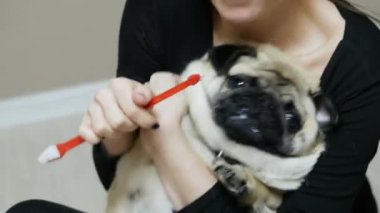 Çılgın köpek dişlerini fırçalarken kucaklaşmalardan kaçmaya çalışıyor..