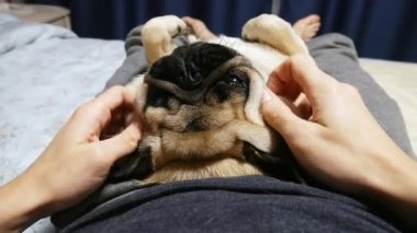 Sakin ve tembel boksör köpeği sahibinin ayakları üzerinde sırt üstü uzanıyor, adam ağızlık masajı yapıyor.