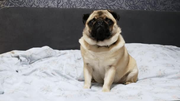 Lindo perro pug sentarse en la cama, cansado y perezoso — Vídeo de stock