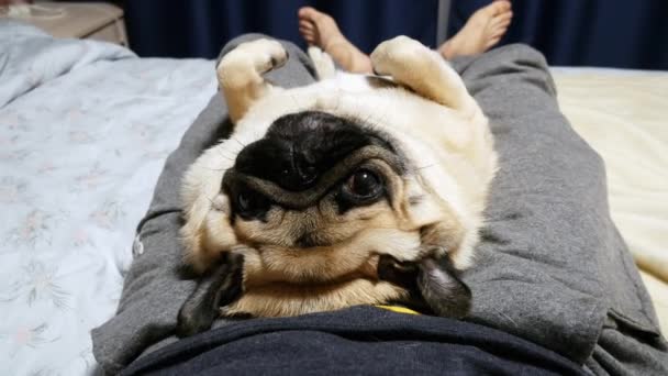 Спокійний і ледачий мопс собака лежить на спині на ногах власника, спить — стокове відео